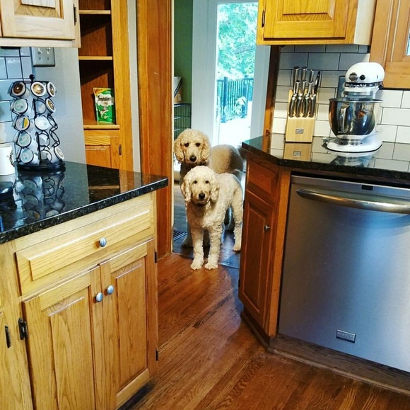 Meet your Posher, Hailey - Picture 8 of 8